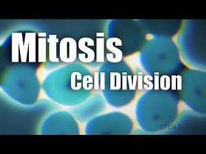 Mitosis: Cell Division