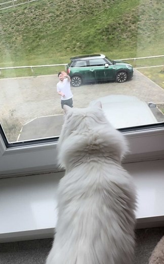 Donut the Cat's Hilarious