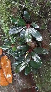 Bucephalandra sp"Deep purple"from Kapuas