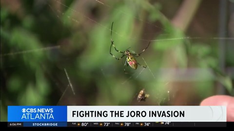 Scientists try to stop the spread of the Joro spider