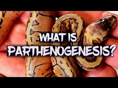 Parthenogenesis explained!