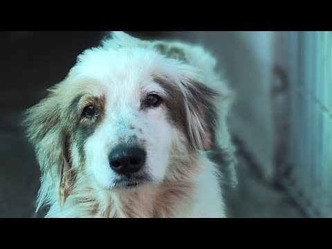 Rescuing The Saddest Shelter Dog | Howl Of A Dog