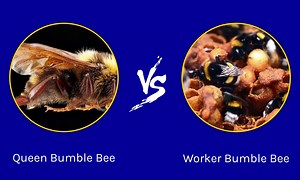 Queen Bumble Bee vs. Worker Bumble Bee: 6 Key Differences