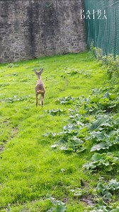 ❤️ Ce petit chevreuil mâle a été retrouvé seul et incapable de marcher au bord d’une route. Épuisé et en état de choc, il a eu la chance d’être recueilli par notre équipe au "Geraldine’s Heaven". Alicia a immédiatement pris soin de lui, vérifiant avec douceur qu’il n’avait aucune blessure grave. 🦌 Aujourd’hui, grâce à des soins attentifs et une grande dose de tendresse, il commence peu à peu à reprendre des forces. Bien que son état s’améliore, il n’est pas encore prêt à retrouver la nature. Av