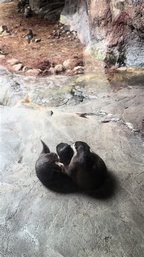 Adorable Sea Otters Mating Behavior Explained