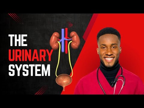 THE URINARY SYSTEM | PROCESS OF URINE FORMATION