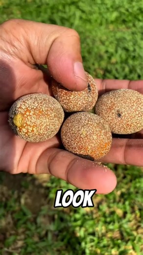 top 5 fruits that grow on cactus