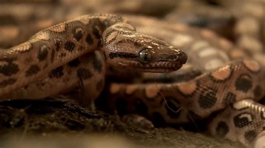 Royaume-Uni : Ronaldo, un serpent considéré comme mâle, donne naissance à 14 boas arc-en-ciel (vidéo)