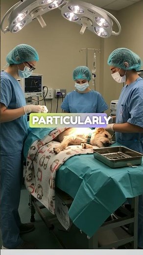 Part 1. GDV Surgery Explained: Life-Saving Treatment for Dogs