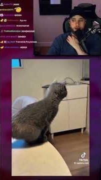 Gato fail 🙀 #shorts #memes #reddit