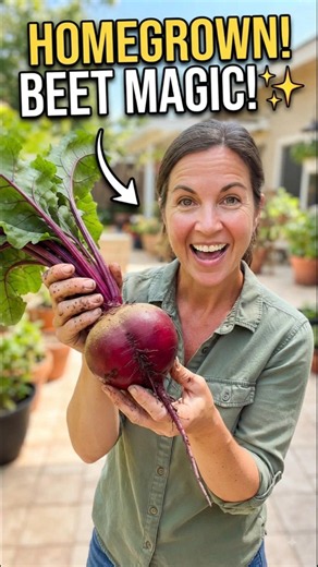 ​How to Regrow Beets from Kitchen Scraps #beetroot #shorts #youtubeshorts #gardening #gardenhacks