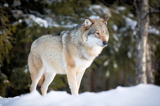 ▷ Lobo » Características, Alimentación, Hábitat, Reproducción, Depredadores
