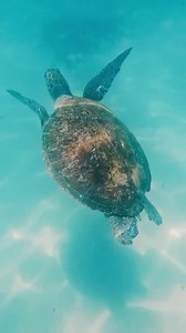 Picture this: you’re on a day trip from #Noosa to #DoubleIslandPoint, exploring the coastline… and suddenly, you’re swimming alongside a local sea turtle. 🐢 Moments like these are what make our paradise so special, where people and nature truly live in harmony. To experience magic like this for yourself, give @epicoceanadventures a call. 📷 @gregordenholm | www.visitnoosa.com.au/directory/epic-ocean-adventures | Visit Noosa