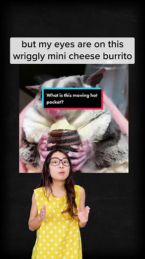 Forbidden Cheese Bugs: Cute Insects Explained