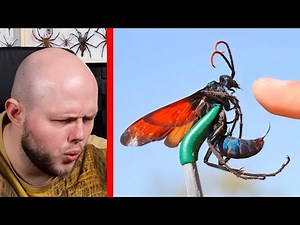 Stung by a "TARANTULA HAWK", one of the BIGGEST "WASPS" IN THE WORLD!