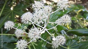 Fatsia japonica, also glossy-leaf paper plant, fatsi, paperplant, false castor oil plant, or Japanese aralia, is a species of flowering plant in the family Araliaceae,