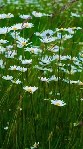 Wildflower Field 🌼 #nature #sleepaid