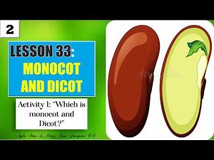 SCIENCE IV | Lesson 33: Monocot and Dicot