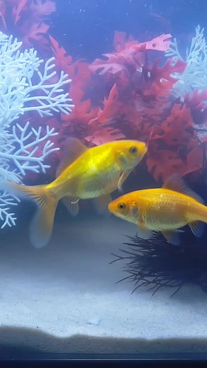 Understanding Goldfish Pregnancy and Care
