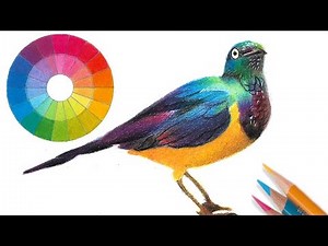 Drawing a bird with 3 colors -- Color Theory for artists.