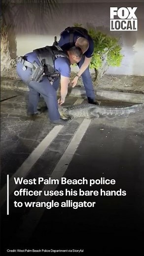 Officer wrangles alligator in Florida | FOX 10 Phoenix
