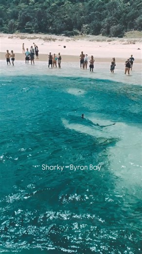 Sharky in Byron Bay. 🌊🏖️🦈 Sharks bait ball at cosy corner Byron Bay NSW Australia during December 2025. I'll never be the same after this! 😳 #sharks #byronbay #wildlifeaustralia #oceanlife #surfing | Marc Tomkinson Frequency Healing