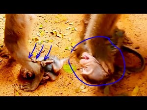 🔴LIVE: Heartbreaking Moment! Baby Monkey Cries & Crawls After Weaning Mom Leaves Him Alone! #168