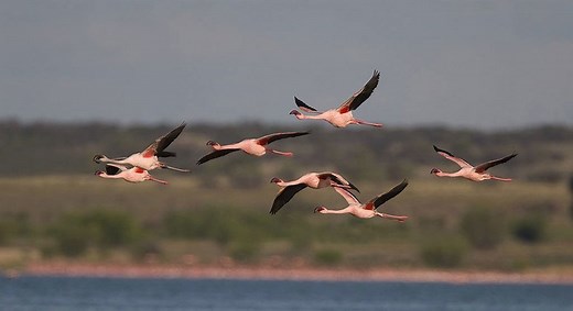 Save our planet by protecting migratory birds and their ‘epic journeys,’ urges UN chief