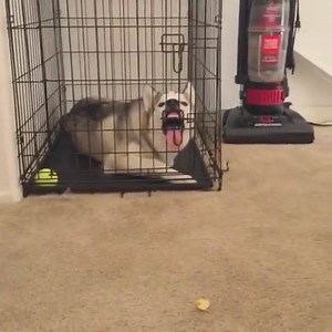 7.8K views · 124 reactions | We Love Dogs on Reels | Facebook