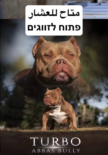 طرائف وذكريات مع طربو