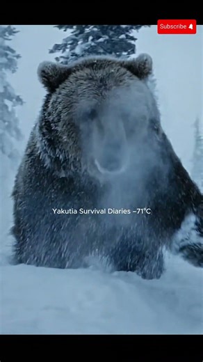 Frozen Yukon Storm vs Grizzly Bear 🐻❄️