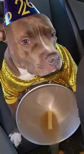 Nacho tira todo el ponche 😱🙈🥺 #nacho #perro #dog #ponche #añonuevo | ponche