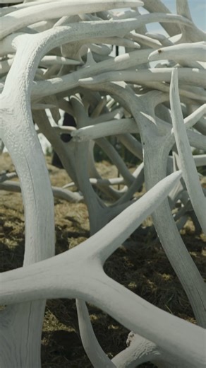 10K views · 314 reactions | Bull elk often gather on high, windswept...