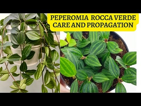 Peperomia Angulata Rocca Verde Care and Propagation