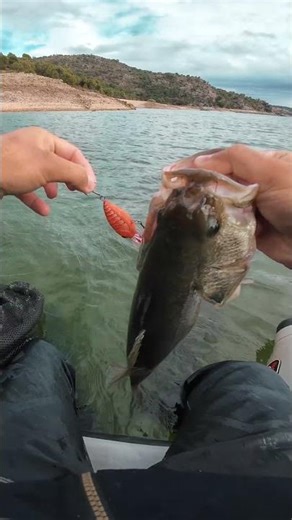 CAÑA PERFECTA para CRANKBAIT