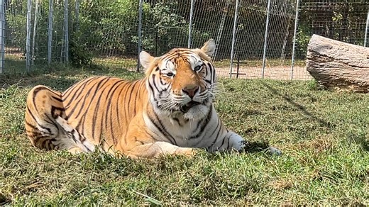 12K views · 1.2K reactions | Opie Tiger's Close-Up (with a zoom lens) Opie is making some cute 'stinky face' expressions while nibbling on the grass in his habitat. #opie #closeup #upcloseandpersonal #stinky #tiger #tigers #bigcats #TCWR #TurpentineCreek #GFAS #GlobalFederationAnimalSanctuaries #RescueToRefuge #Sanctuary #BigCat #Cats #refuge | Turpentine Creek Wildlife Refuge | Facebook