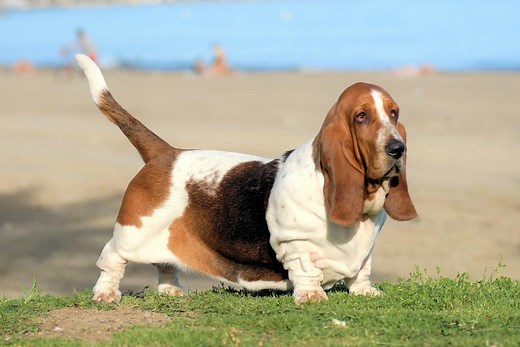 Basset Hound Weight: Growth Curve and Average Weights