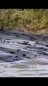 Creature of the day: The Bottlenose Dolphin 🐬🐬 The bottlenose dolphin is a toothed whale in the genus Tursiops. They are common, cosmopolitan members of the family Delphinidae, the family of oceanic dolphins. Molecular studies show the genus contains three species: the common bottlenose dolphin (Tursiops truncatus), the Indo-Pacific bottlenose dolphin (Tursiops aduncus), and Tamanend's bottlenose dolphin (Tursiops erebennus). Numerous investigations of bottlenose dolphin intelligence have been