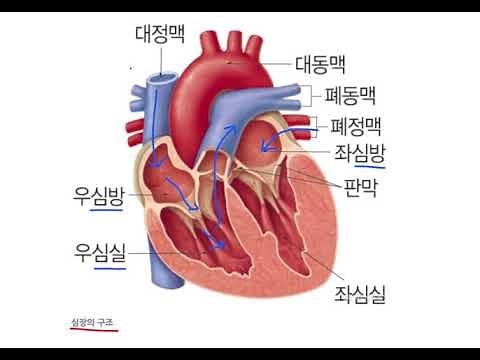 [중2][5단원] 심장의 구조와 기능