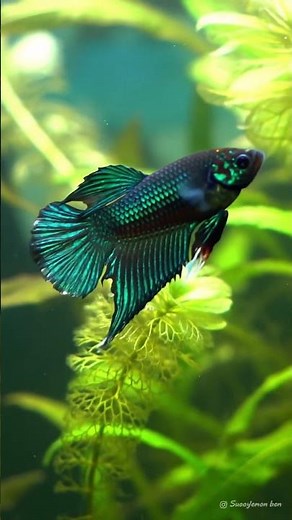 The Jewel of the Jungle! 💎 Metallic Green Alien Betta
