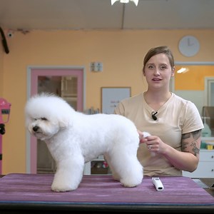 2.6K views · 16 reactions | The Bichon puppy cut is an adorable and...