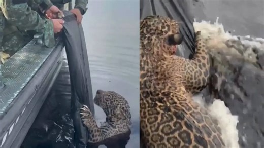 Authorities Rescue Drowning Jaguar With Gunshot Wounds From River; Heart-Wrenching Video Goes Viral