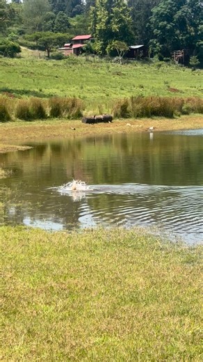 The carp are spawning today at The Fish Eagles 🦅 Lair - amazing sight | The Fish Eagle's Lair