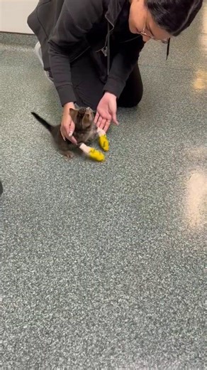 This was Joey when we first put his splints on. As you can see, it was a bit awkward to try to use them. So... Joey figured it out his own way 🤣🤣🤣 #FOFJoey #JoeysGotTheHopz #AnimalRescue #communitysupport #CatsOfInstagram | Friends of Felines