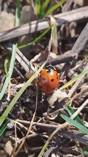 Ladybug in the Garden: A Mindful Gardening Activity for Slow Living #healingharvestlog #gardening