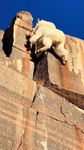 An incredible mountain goat Carefully wildlife moment shows a fearless white #FitratWorldTV #Explore