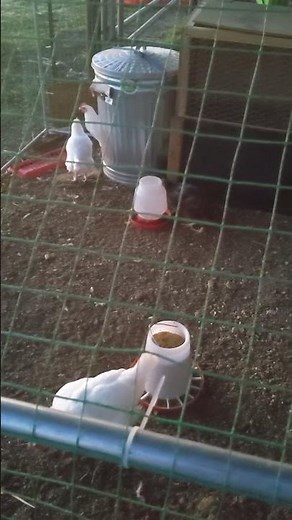 Young Rooster learning how to crow