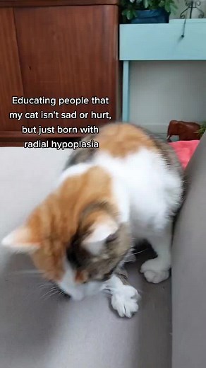 And thats the reason her paws are bent like that #cat #cattok #catsoftiktok #animal