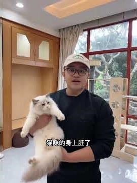 Babysitting tutorial—How to handle a new cat arriving home #AdorablePetDebutPlan #NewCatArrivesHo...