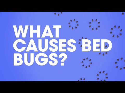 Raid®: What Causes Bed Bugs?